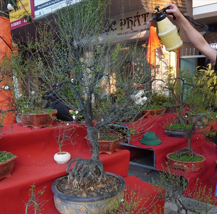 Cung cấp nước cho cây nhất chi mai