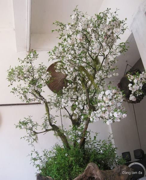 Dáng nhất chi mai tam đa