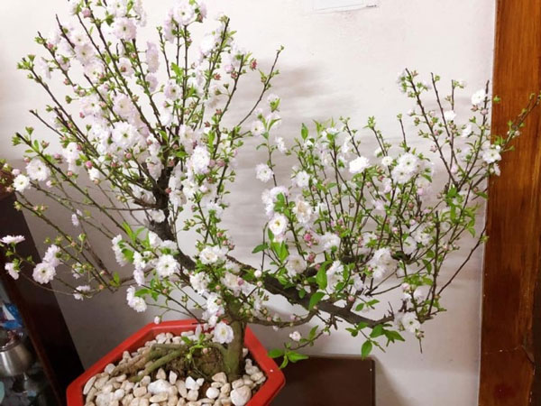 Công dụng của hoa nhất chi mai