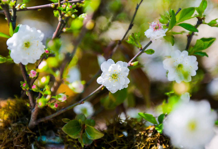 hình ảnh hoa nhất chi mai đẹp