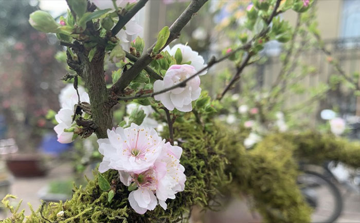 hình ảnh hoa nhất chi mai đẹp số 4