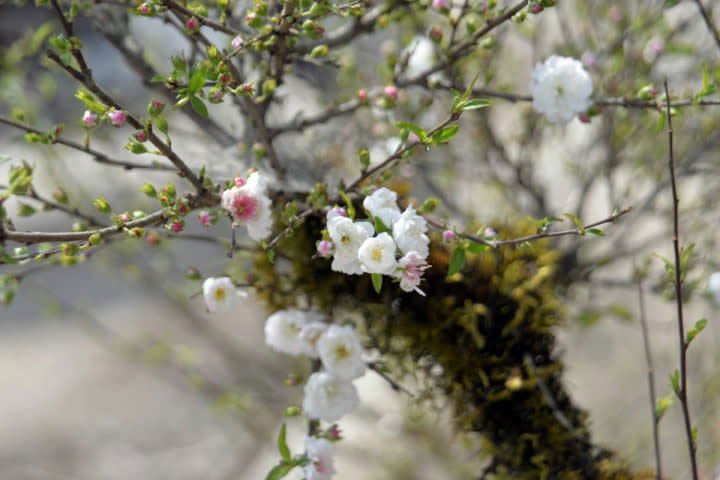 hình ảnh hoa nhất chi mai đẹp số 5