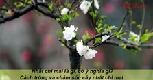 Nhất chi mai là gì, có ý nghĩa gì? Cách trồng và chăm sóc cây nhất chi mai