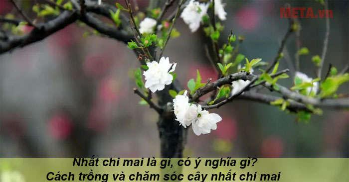 Nhất chi mai là gì?