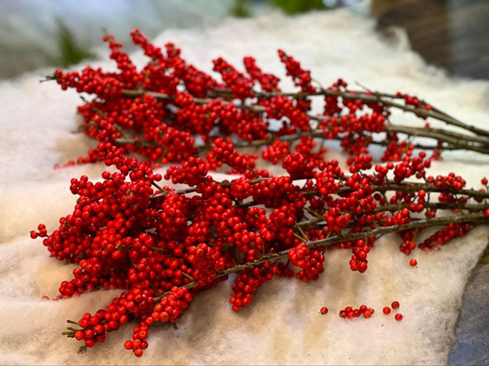 Cách chọn đào đông đỏ đẹp chơi Tết