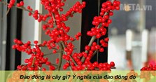 Đào đông là cây gì? Ý nghĩa của đào đông đỏ
