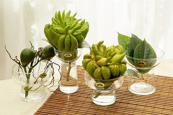 Cách bảo quản quả phật thủ lâu