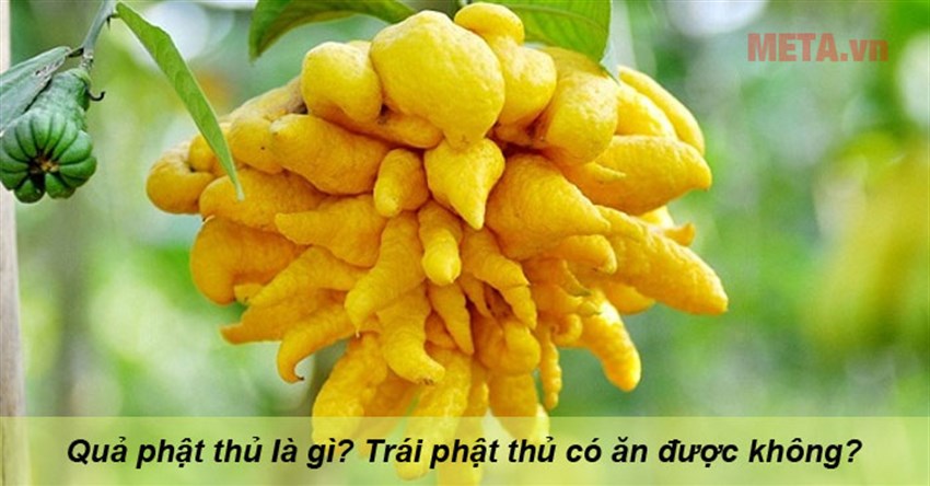 Quả phật thủ là gì? Trái phật thủ ăn được không?