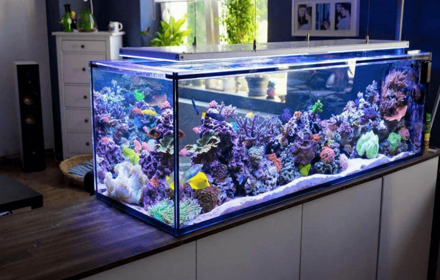 Trang trí nhà cửa ngày tết bằng bể cá thủy sinh