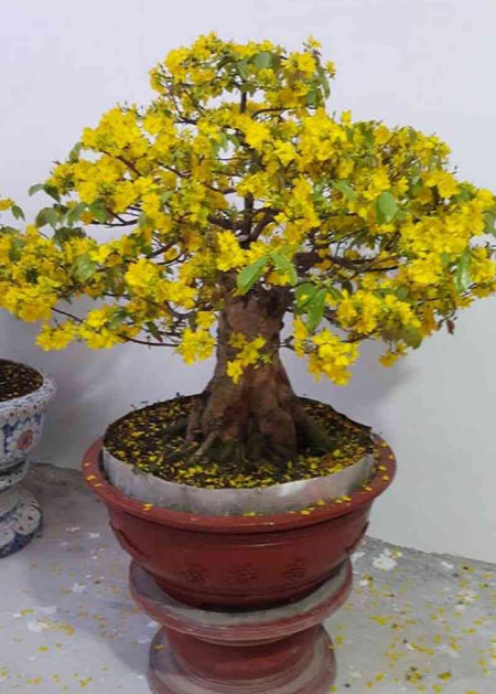 Mai bonsai thế trực