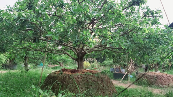 Mai bonsai thế nhất trụ kình thiên