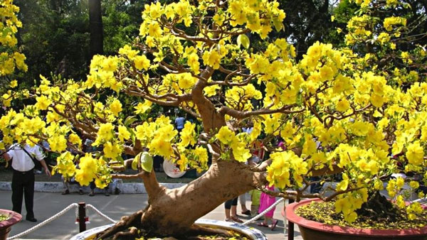 Mai bonsai thế tam đa