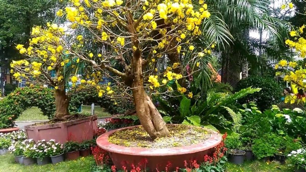 Mai bonsai thế mai nữ