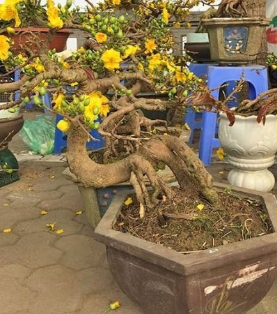 Mai bonsai thế long thăng