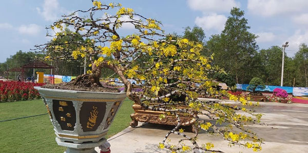 Mai bonsai thế thác đổ