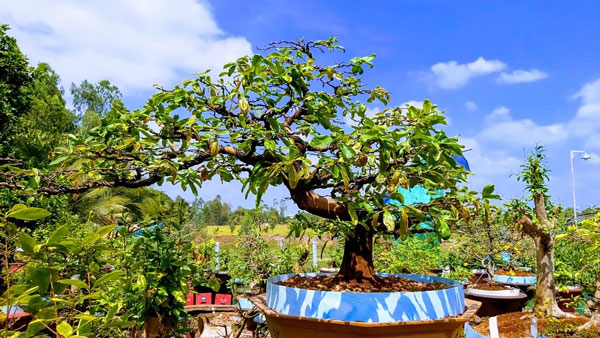 Mai bonsai thế long đàn phượng vũ