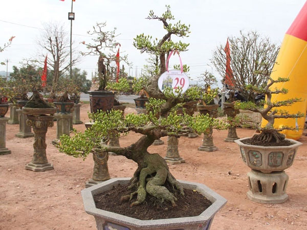 Mai bonsai thế ngũ phúc