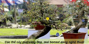 Các thế cây mai vàng đẹp, mai bonsai dáng nghệ thuật