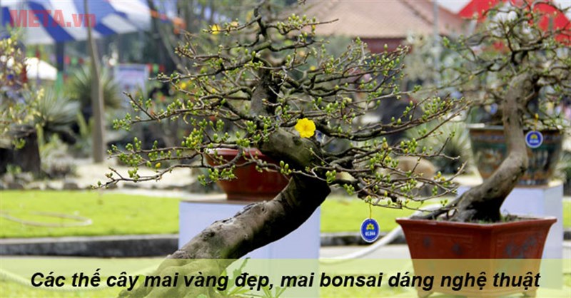 Các thế cây mai vàng đẹp, mai bonsai dáng nghệ thuật