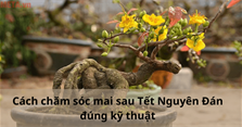 Cách chăm sóc mai sau Tết Nguyên Đán đúng kỹ thuật