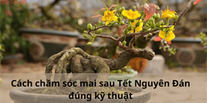 Cách chăm sóc mai sau Tết Nguyên Đán đúng kỹ thuật