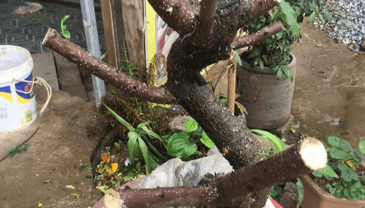 Hướng dẫn cắt tỉa cây đào sau Tết