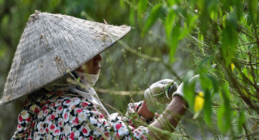 Tuốt lá cây hoa đào