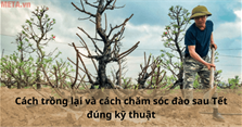 Cách trồng lại và cách chăm sóc đào sau Tết đúng kỹ thuật
