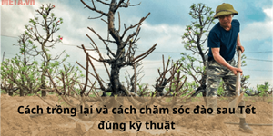 Cách trồng lại và cách chăm sóc đào sau Tết đúng kỹ thuật