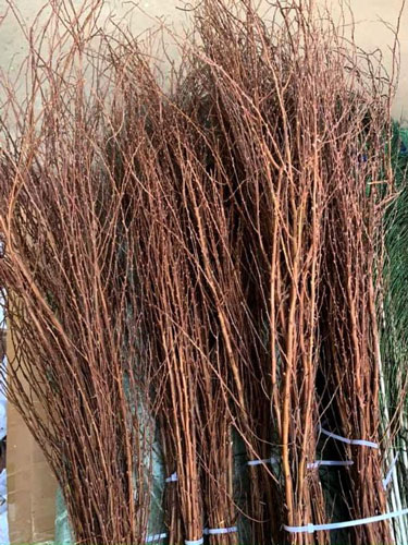 Hoa tuyết mai rừng