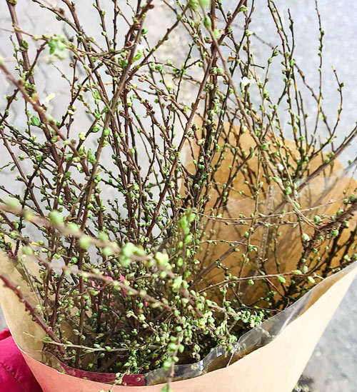 Hoa tuyết mai vườn