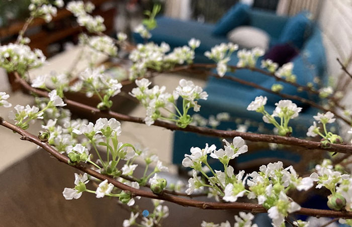 Cách chăm sóc hoa tuyết mai