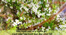 Hoa tuyết mai có ý nghĩa gì? Cách cắm hoa tuyết mai đẹp chơi Tết