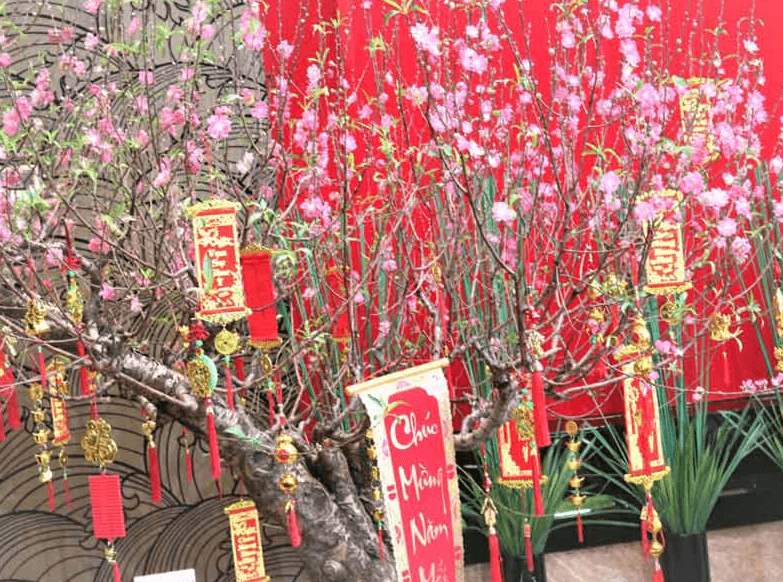 Trang trí cây đào ngày Tết bằng câu đối