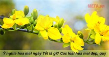 Ý nghĩa hoa mai ngày Tết là gì? Các loại hoa mai đẹp, quý