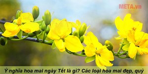 Ý nghĩa hoa mai ngày Tết là gì? Các loại hoa mai đẹp, quý