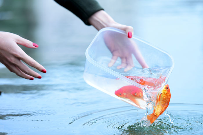 Lưu ý khi thả cá