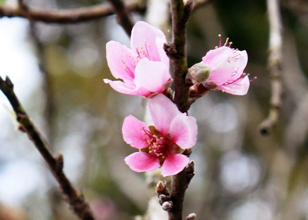 Đào má hồng Đà Lạt