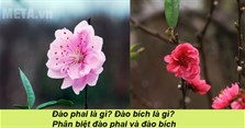 Đào phai là gì? Đào bích là gì? Phân biệt đào phai và đào bích