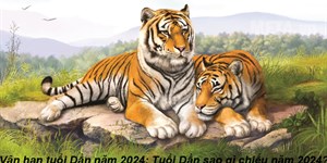 Vận hạn tuổi Dần năm 2024: Tuổi Dần sao gì chiếu năm 2024?