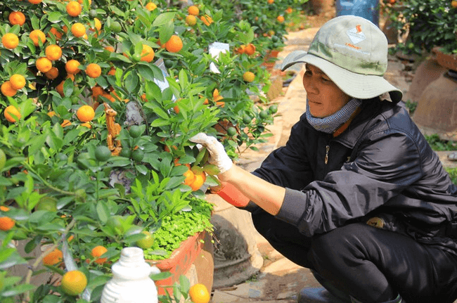 Cách trồng và chăm sóc quất sau Tết Cách trồng và chăm sóc quất sau Tết