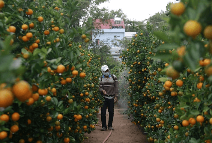 Phòng ngừa sâu bệnh cho cây quất