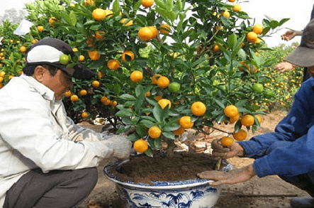 Trồng lại cây vào chậu