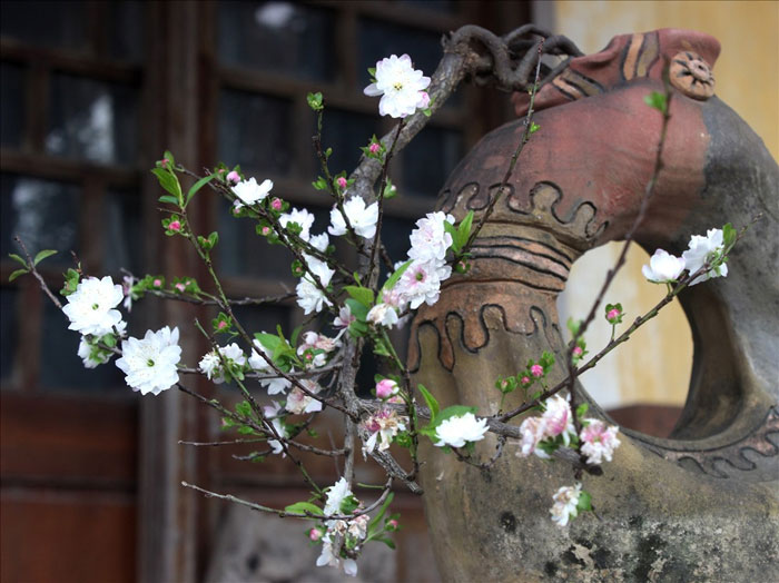 Nhất chi mai đẹp