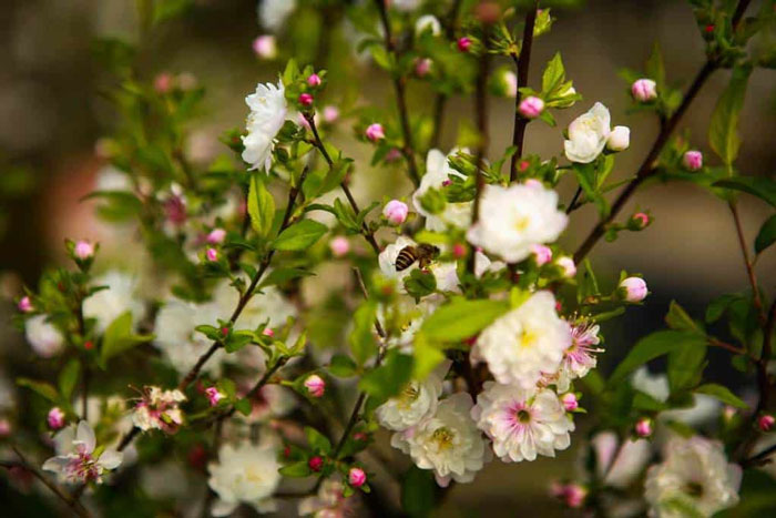 Hình ảnh nhất chi mai đẹp