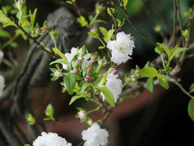 nhất chi mai đẹp