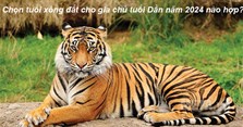 Chọn tuổi xông đất cho gia chủ tuổi Dần năm 2024 nào hợp?