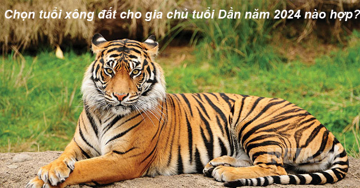 Chọn tuổi xông nhà cho gia chủ tuổi hổ