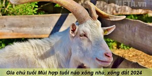 Gia chủ tuổi Mùi hợp tuổi nào xông nhà, xông đất 2024 hợp tuổi?