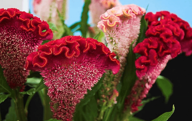 Thời gian trồng hoa mào gà Tết